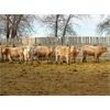 Image 1 : Vossepoel Cattle Co. - 525# Weaned Heifers - 102 Head (Tilley, AB)
