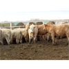 Image 3 : Vossepoel Cattle Co. - 525# Weaned Heifers - 102 Head (Tilley, AB)