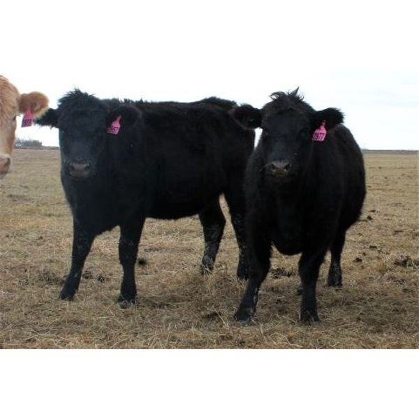 Megan Van Schothorst - Black/BWF Bred Heifers - 20 Head (Iron Springs, AB)