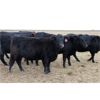 Image 2 : Megan Van Schothorst - Black/BWF Bred Heifers - 20 Head (Iron Springs, AB)