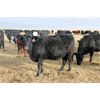 Image 3 : Megan Van Schothorst - Black/BWF Bred Heifers - 20 Head (Iron Springs, AB)