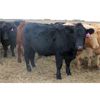 Image 4 : Megan Van Schothorst - Black/BWF Bred Heifers - 20 Head (Iron Springs, AB)