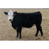 Image 5 : Megan Van Schothorst - Black/BWF Bred Heifers - 20 Head (Iron Springs, AB)