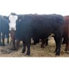 Image 6 : Megan Van Schothorst - Black/BWF Bred Heifers - 20 Head (Iron Springs, AB)