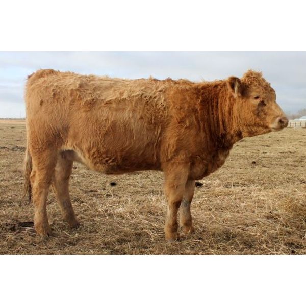 Megan Van Schothorst - Tan/Grey/Silver Bred Heifers - 8 Head (Iron Springs, AB)