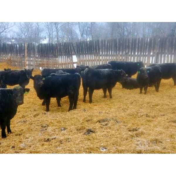 Diamond B Ranches - 600# Weaned Heifers - 60 Head (Livelong, SK)
