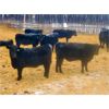 Image 2 : Diamond B Ranches - 600# Weaned Heifers - 60 Head (Livelong, SK)