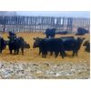 Image 4 : Diamond B Ranches - 600# Weaned Heifers - 60 Head (Livelong, SK)