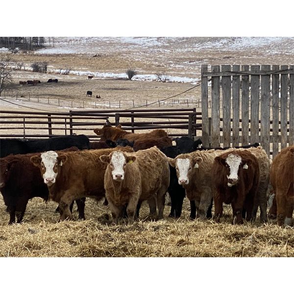 Ferrybank Farming Co. - 925# Weaned Steers - 130 Head (Ponoka, AB)