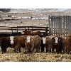 Image 1 : Ferrybank Farming Co. - 925# Weaned Steers - 130 Head (Ponoka, AB)