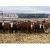 Image 3 : Ferrybank Farming Co. - 925# Weaned Steers - 130 Head (Ponoka, AB)