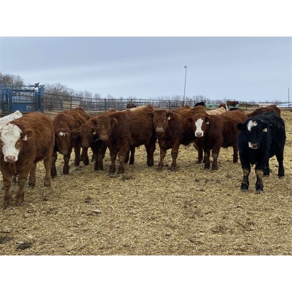 Ferrybank Farming Co. - 800# Weaned Steers - 220 Head (Ponoka, AB)