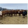 Image 1 : Ferrybank Farming Co. - 800# Weaned Steers - 220 Head (Ponoka, AB)