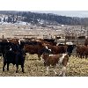 Image 3 : Ferrybank Farming Co. - 800# Weaned Steers - 220 Head (Ponoka, AB)