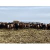 Image 4 : Ferrybank Farming Co. - 800# Weaned Steers - 220 Head (Ponoka, AB)