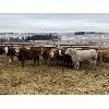 Image 4 : Ferrybank Farming Co. - 750# Weaned Heifers - 65 Head (Ponoka, AB)