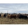Image 5 : Ferrybank Farming Co. - 750# Weaned Heifers - 65 Head (Ponoka, AB)