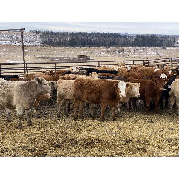 Ferrybank Farming Co. - 625# Weaned Heifers - 75 Head (Ponoka, AB)
