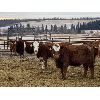 Image 2 : Ferrybank Farming Co. - 625# Weaned Heifers - 75 Head (Ponoka, AB)