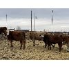 Image 6 : Ferrybank Farming Co. - 625# Weaned Heifers - 75 Head (Ponoka, AB)