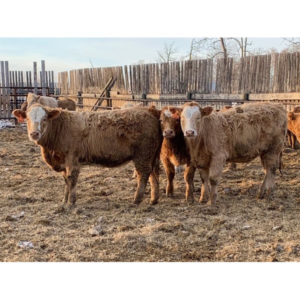 Leonard & Bonnie Zdan - 925# Weaned Heifers - 65 Head (Alonsa, MB)