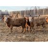 Image 1 : Leonard & Bonnie Zdan - 925# Weaned Heifers - 65 Head (Alonsa, MB)
