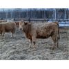 Image 2 : Leonard & Bonnie Zdan - 925# Weaned Heifers - 65 Head (Alonsa, MB)