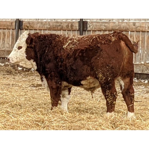 Donalda Farming Co. - 850# Weaned Steers - 55 Head (Donalda, AB)