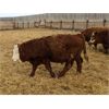 Image 3 : Donalda Farming Co. - 850# Weaned Steers - 55 Head (Donalda, AB)