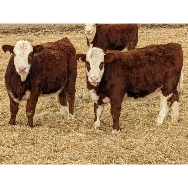 Donalda Farming Co. - 750# Weaned Heifers - 105 Head (Donalda, AB)
