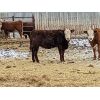 Image 2 : Donalda Farming Co. - 750# Weaned Heifers - 105 Head (Donalda, AB)