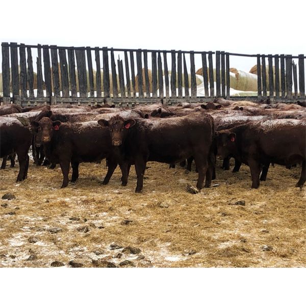Hillcrest Farming Co. - 915# Heifers - 278 Head (Dundurn, SK)