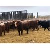 Image 2 : Hillcrest Farming Co. - 915# Heifers - 278 Head (Dundurn, SK)