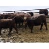 Image 3 : Hillcrest Farming Co. - 915# Heifers - 278 Head (Dundurn, SK)