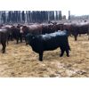Image 6 : Hillcrest Farming Co. - 915# Heifers - 278 Head (Dundurn, SK)