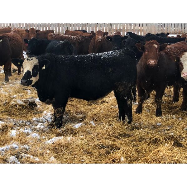 D & D Cattle Co. - 940# Weaned Steers - 130 Head (Young, SK)