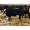 Image 1 : D & D Cattle Co. - 940# Weaned Steers - 130 Head (Young, SK)