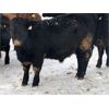 Image 2 : D & D Cattle Co. - 940# Weaned Steers - 130 Head (Young, SK)