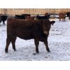 Image 3 : D & D Cattle Co. - 940# Weaned Steers - 130 Head (Young, SK)