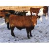 Image 4 : D & D Cattle Co. - 940# Weaned Steers - 130 Head (Young, SK)