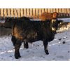 Image 5 : D & D Cattle Co. - 940# Weaned Steers - 130 Head (Young, SK)