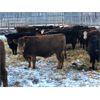 Image 6 : D & D Cattle Co. - 940# Weaned Steers - 130 Head (Young, SK)