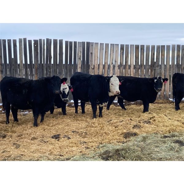 Bryan Hagel - Black Angus X Bred Heifers - 12 Head (Beiseker, AB)