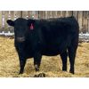 Image 2 : Bryan Hagel - Black Angus X Bred Heifers - 12 Head (Beiseker, AB)