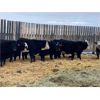 Image 3 : Bryan Hagel - Black Angus X Bred Heifers - 12 Head (Beiseker, AB)