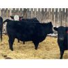 Image 4 : Bryan Hagel - Black Angus X Bred Heifers - 12 Head (Beiseker, AB)