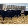 Image 6 : Bryan Hagel - Black Angus X Bred Heifers - 12 Head (Beiseker, AB)