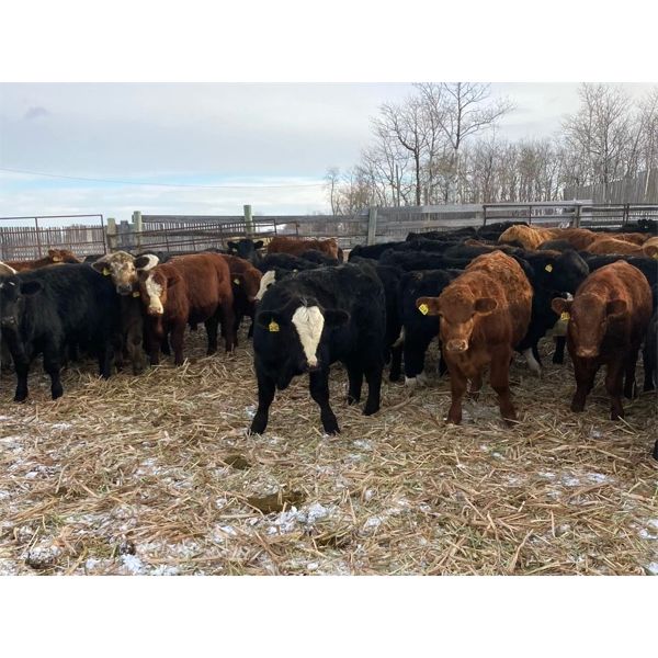 Terry  Dayholos - 725# Weaned Steers - 60 Head (Amaranth, MB)