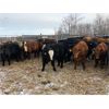 Image 1 : Terry  Dayholos - 725# Weaned Steers - 60 Head (Amaranth, MB)