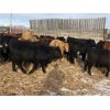 Image 2 : Terry  Dayholos - 725# Weaned Steers - 60 Head (Amaranth, MB)